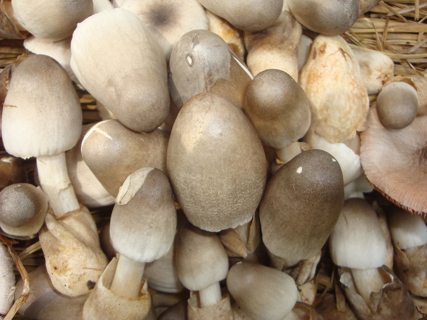 MUSHROOM FARMS | Mushroom Foundation of India